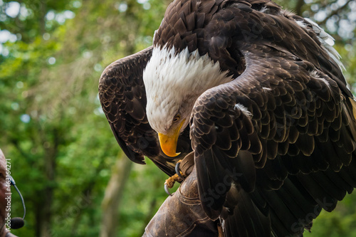 A bald eagle closeup in a falcrony in saarburg, copy space photo