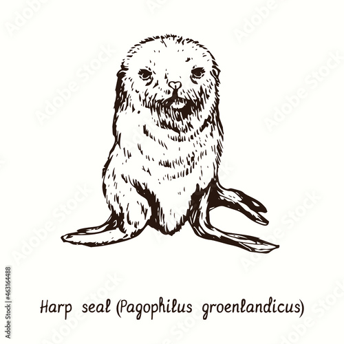 Harp seal (Pagophilus groenlandicus) puppy front view. Ink doodle drawing 