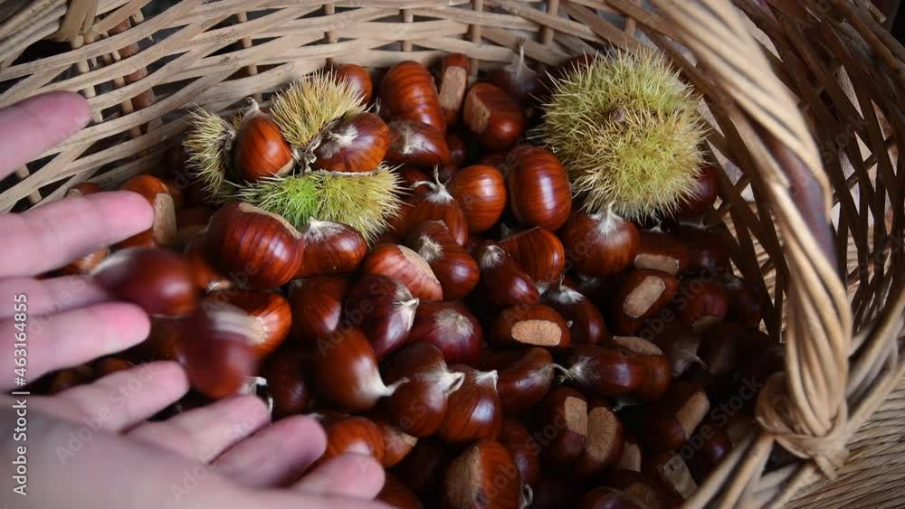 Chestnut harvest time in autumn. Man hands dropping chestnuts inside a wicker basket with green hedgehogs. Chestnut harvest time in autumn. Man hands dropping chestnuts inside a wicker basket with green hedgehogs.