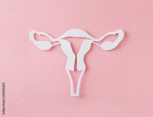 figure of female reproductive system cutted from Paper on pink background. Woman's anatomy concept. Woman's health. Concept banner of Gynecology. 
