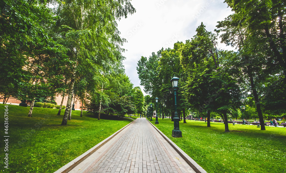 Fototapeta premium alley in the park in summer
