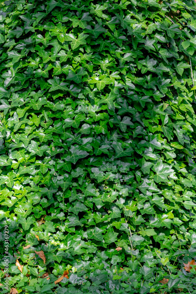 Fresh green leaves background, Hedera helix commonly called ivy, Vine growing on the tree trunk in the park with sunlight in the afternoon, Beautiful tiny leaf texture, Nature pattern background. Fresh green leaves background, Hedera helix commonly called ivy, Vine growing on the tree trunk in the park with sunlight in the afternoon, Beautiful tiny leaf texture, Nature pattern background.