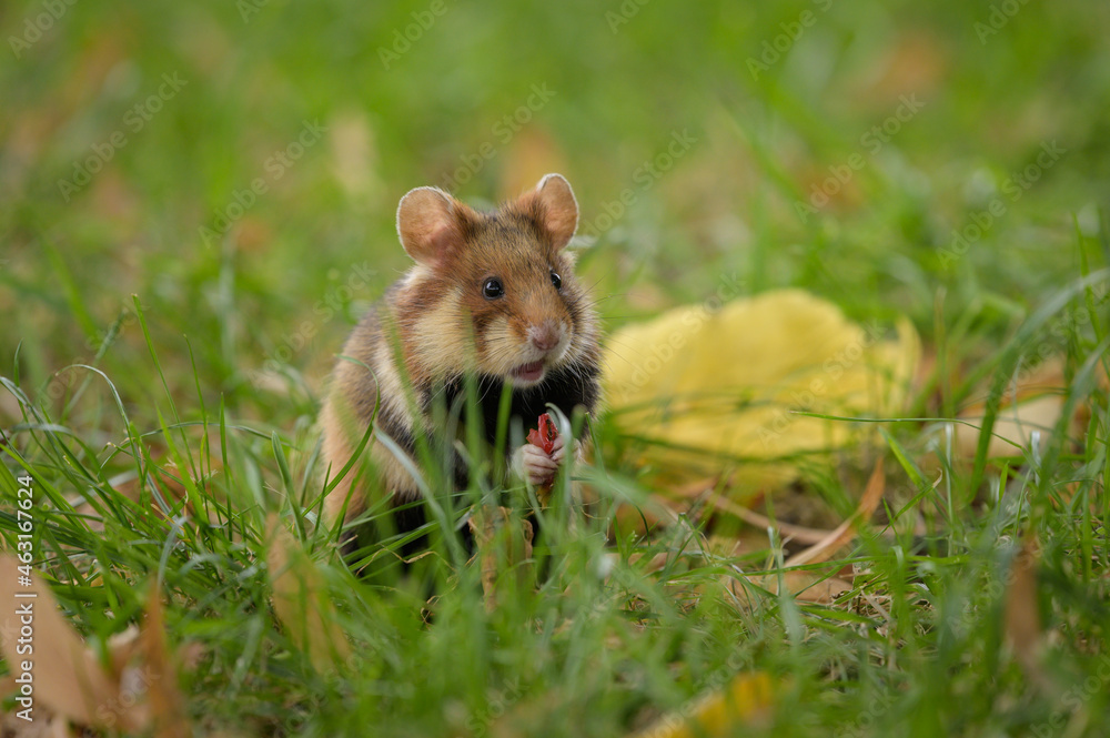 A European hamster in a meadow looking for food A European hamster in a meadow looking for food