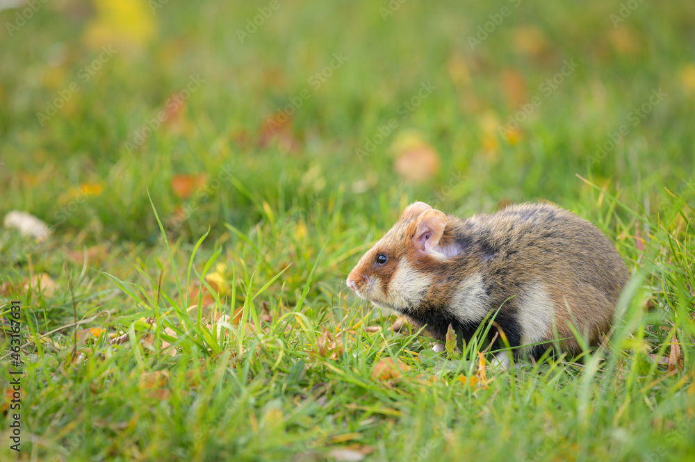 A European hamster in a meadow looking for food A European hamster in a meadow looking for food