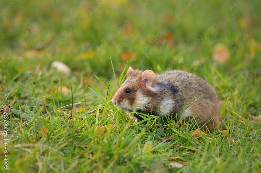 A European hamster in a meadow looking for food A European hamster in a meadow looking for food