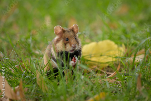 A European hamster in a meadow looking for food © Stefan
