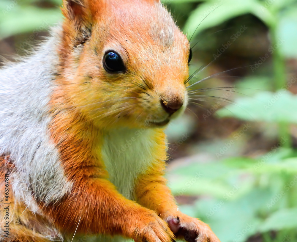 Fototapeta premium red squirrel in the forest