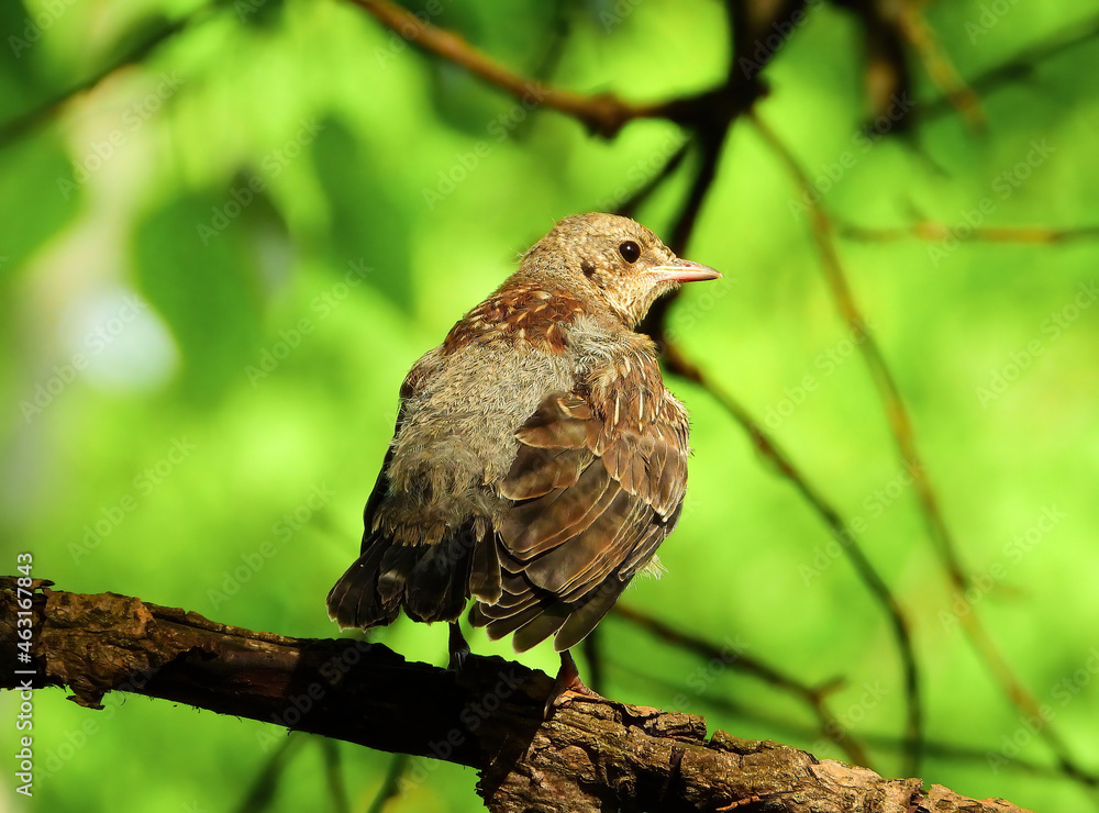 Fototapeta premium young fieldfare sitting on a branch and looking