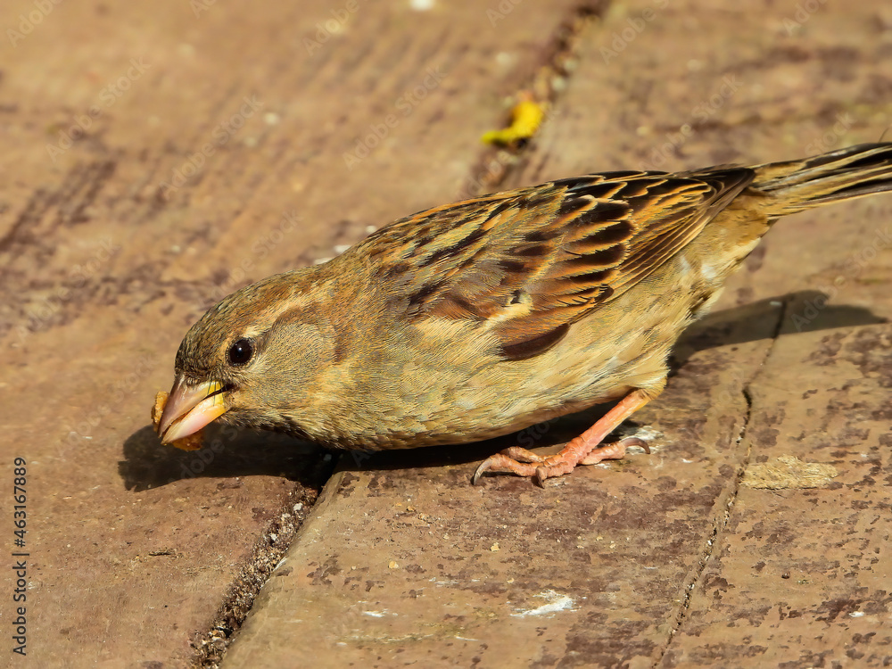 © Andrei - female house sparrow bird eating  bread crumbs on a deck