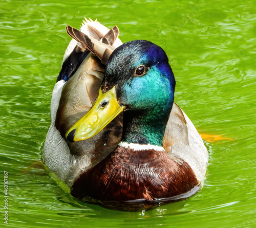 male mallard duck swimming on the water and looking