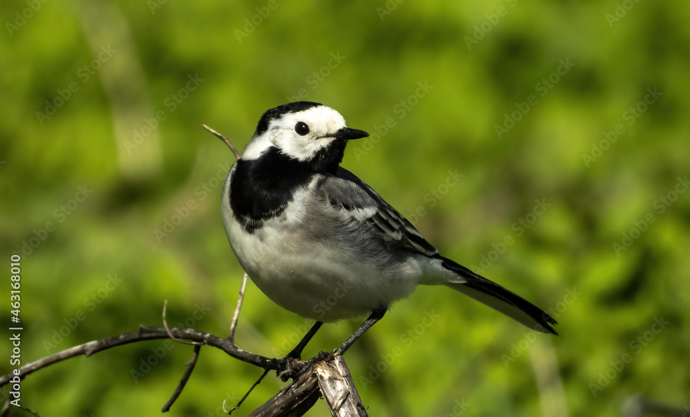 white wagtail sitting on a dry burdock