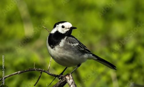 white wagtail sitting on a dry burdock