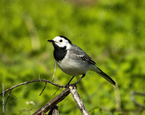 white wagtail sitting on a dry burdock © Andrei