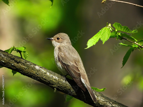 spotted flycatcher sitting on a branch