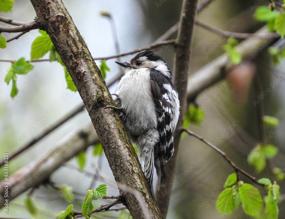lesser spotted woodpecker sitting on a branch
