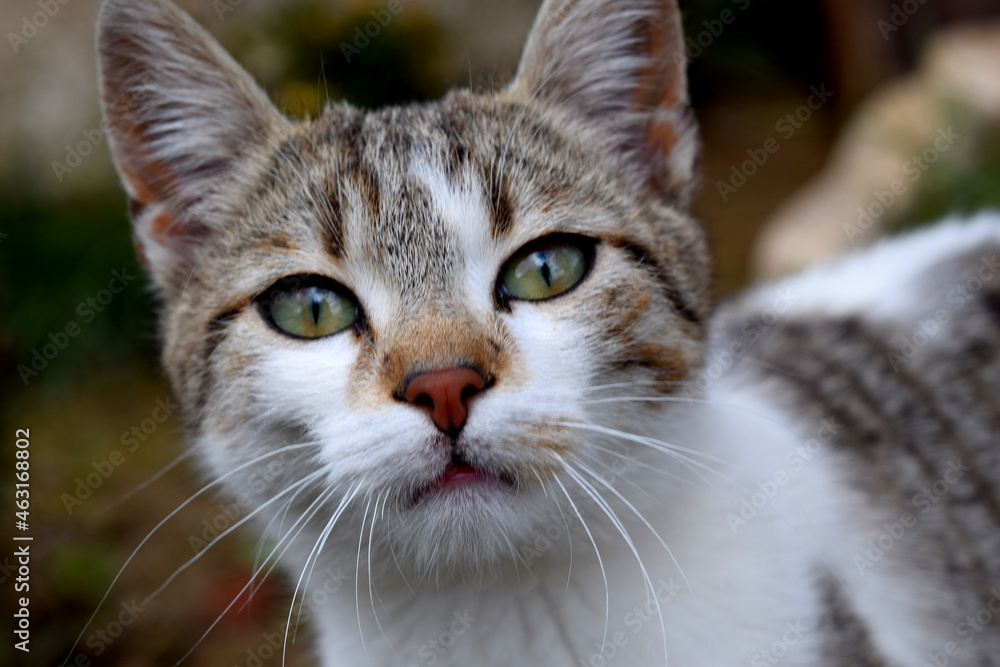 portrait of a cat