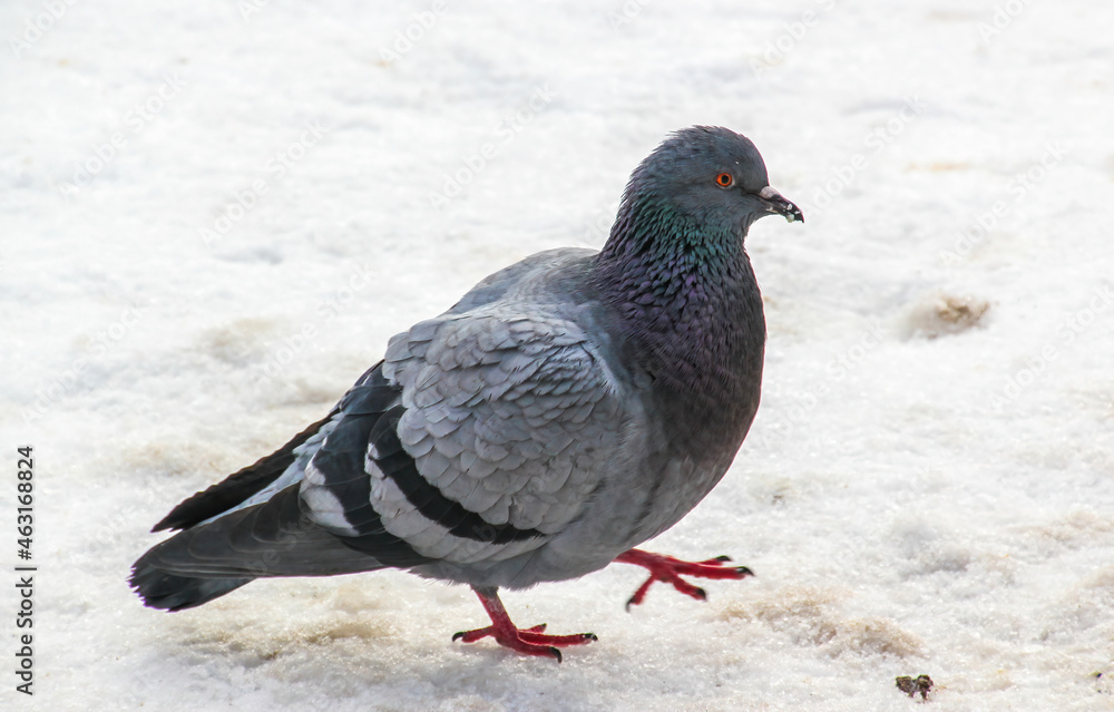 dove walking in the snow in the park dove walking in the snow in the park
