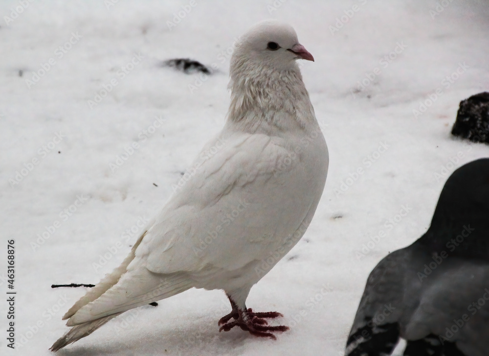 white dove standing in the snow white dove standing in the snow