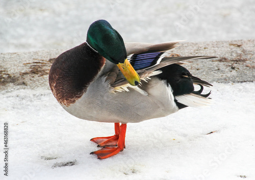 Fotografiet male wild duck standing in the snow and cleans its feathers in the park
