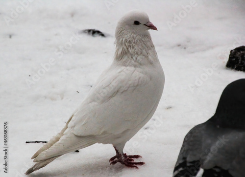 white dove standing in the snow © Andrei