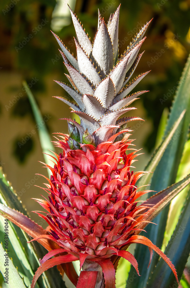 unripe pink pineapple fruit in the greenhouse