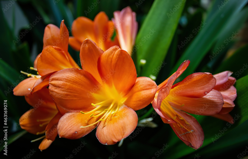 Fototapeta premium orange flowers in the greenhouse