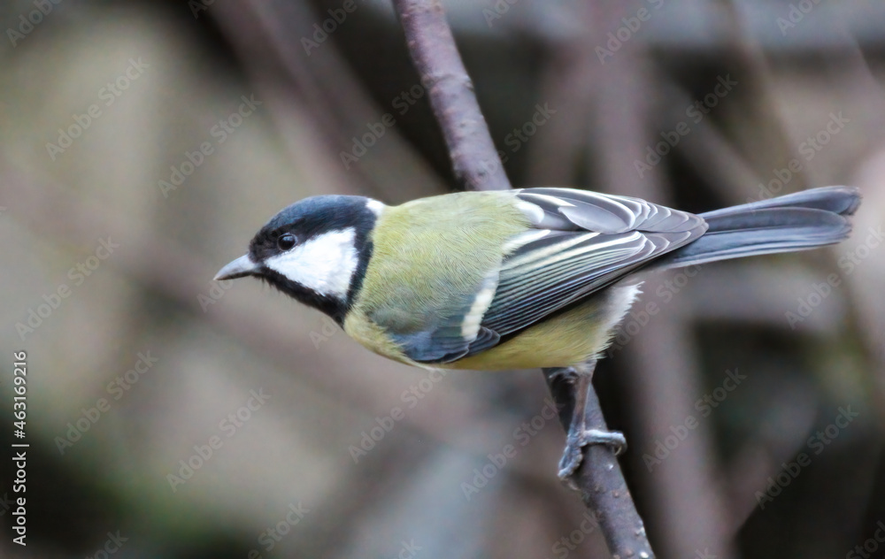 Obraz premium great tit sitting on a branch in the park