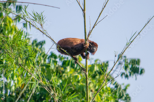 wild Howler monkey photo