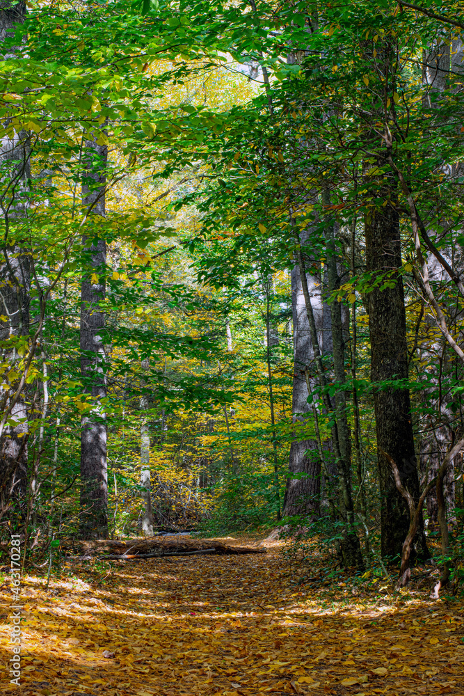 Obraz premium autumn day on the trail at willard brook state forest