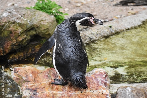 A Humboldt penguin (Spheniscus humboldti) standing on a rock.