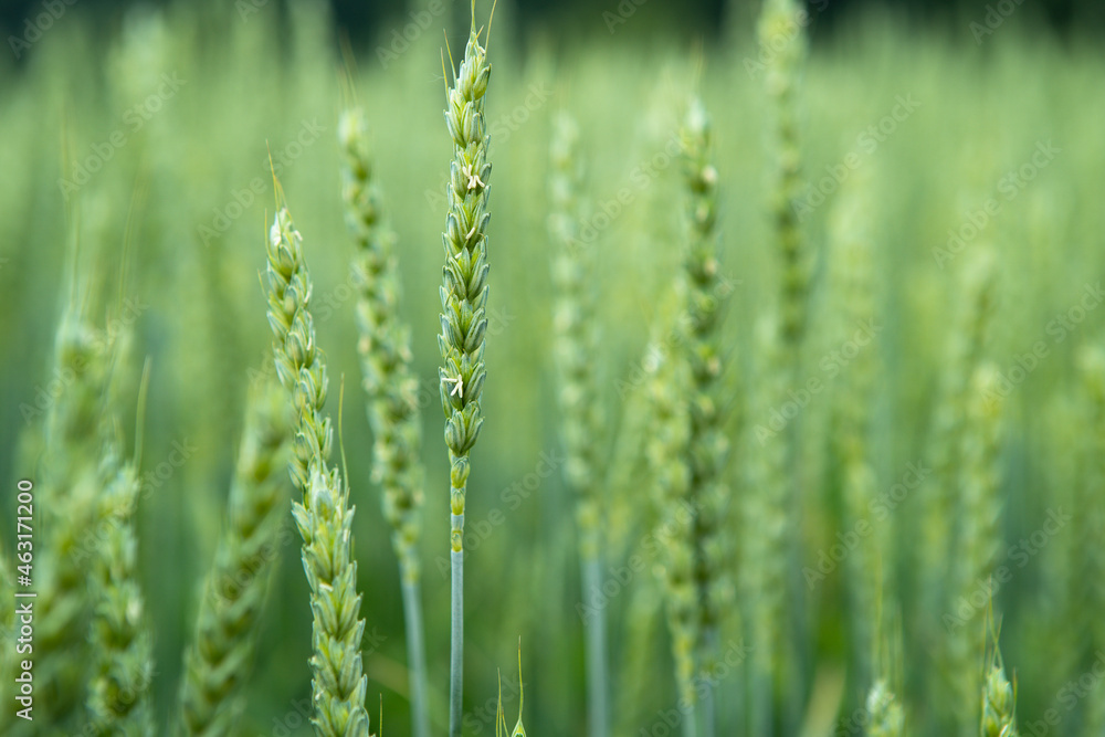 Green wheat field. Juicy fresh ears of young green wheat on nature in spring or summer field. Ears of green wheat close up. Background of ripening ears of a wheat field. Rich harvest concept