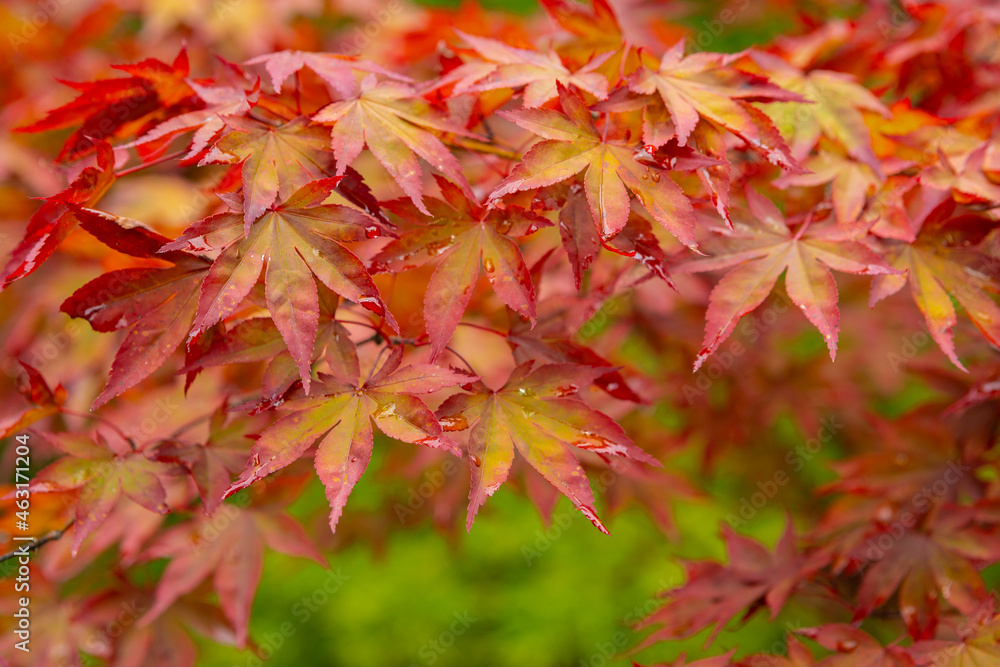 Autumn foliage - autumn leaves. Autumn colorful red maple leaves over green background. Close up of maple leaves. Beautiful nature background Autumn foliage - autumn leaves. Autumn colorful red maple leaves over green background. Close up of maple leaves. Beautiful nature background