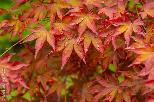 Autumn foliage - autumn leaves. Autumn colorful red maple leaves over green background. Close up of maple leaves. Beautiful nature background
