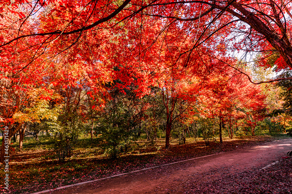 Naklejka premium Autumn scenery of red leaves in Nanhu Park, Changchun, China