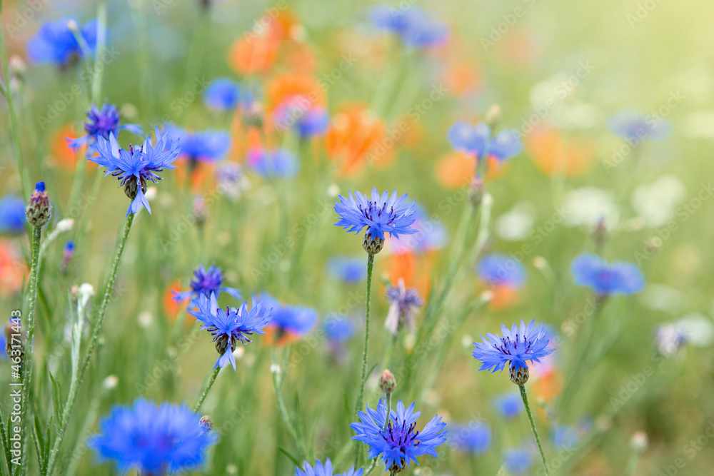 Beautiful red poppies and blue cornflowers in a field on a sunny summer day. (Papaver Rhoeas, Flanders poppy, Centaurea cyanus) Beautiful red poppies and blue cornflowers in a field on a sunny summer day. (Papaver Rhoeas, Flanders poppy, Centaurea cyanus)