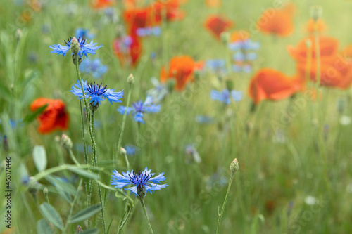 Beautiful red poppies and blue cornflowers in a field on a sunny summer day. (Papaver Rhoeas, Flanders poppy, Centaurea cyanus) 