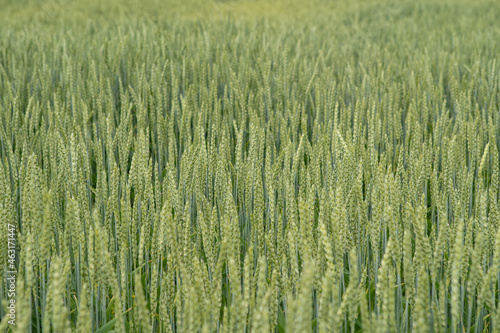 Green wheat field. Juicy fresh ears of young green wheat on nature in spring or summer field. Ears of green wheat close up. Background of ripening ears of a wheat field. Rich harvest concept