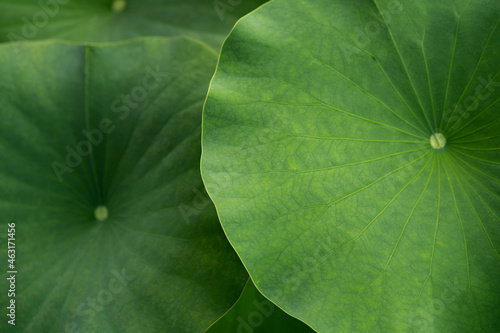 Lotus leaves (Nelumbo nucifera). Water Lily Leaves. Beautiful lotus leaves background in the pond photo