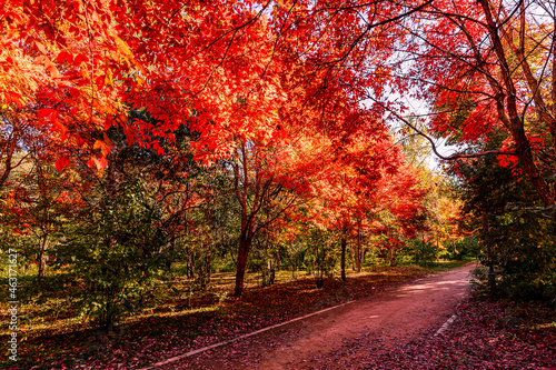 Autumn scenery of red leaves in Nanhu Park, Changchun, China