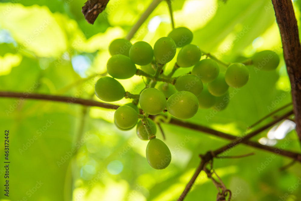 Grapes, beautiful still green grapes surrounded by vine leaves. selective focus. Grapes, beautiful still green grapes surrounded by vine leaves. selective focus.