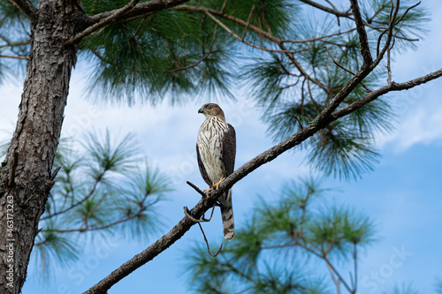 Coopers Hawk Perched Juvenile