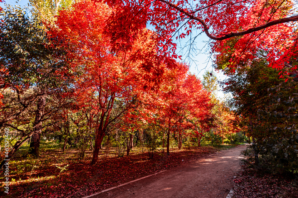 Naklejka premium Autumn scenery of red leaves in Nanhu Park, Changchun, China