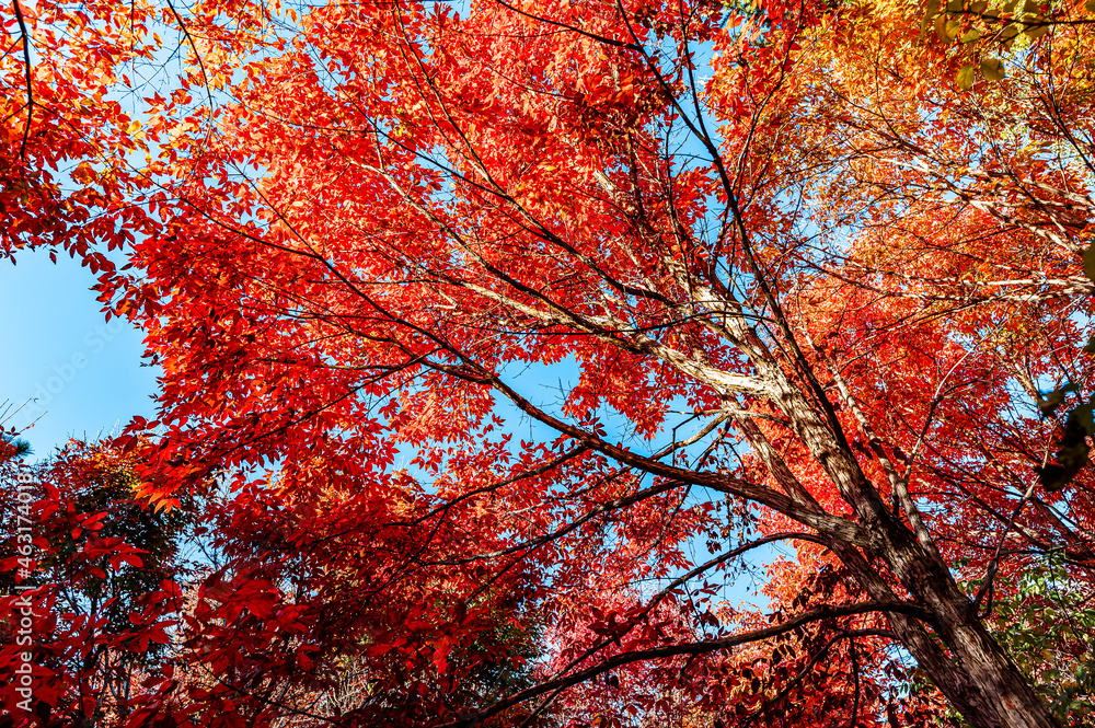 Autumn scenery of red leaves in Nanhu Park, Changchun, China