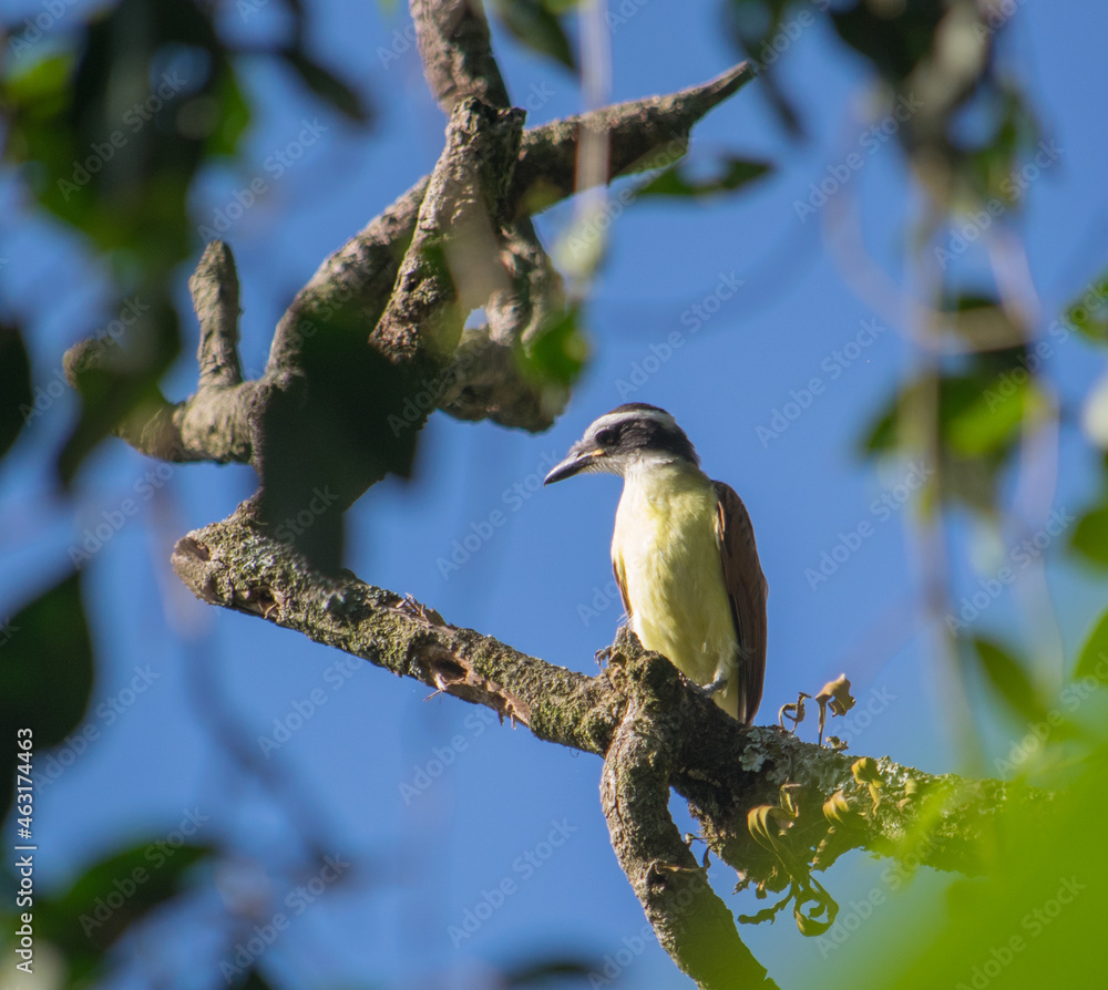 Obraz premium bird on branch