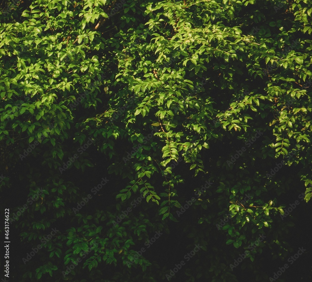 Fototapeta premium Jabuticaba foliage with a small gradient between green and black. Native to Brazil, Argentina and Paraguay, it's leaves are salmon-pink when young, turning green as they mature.