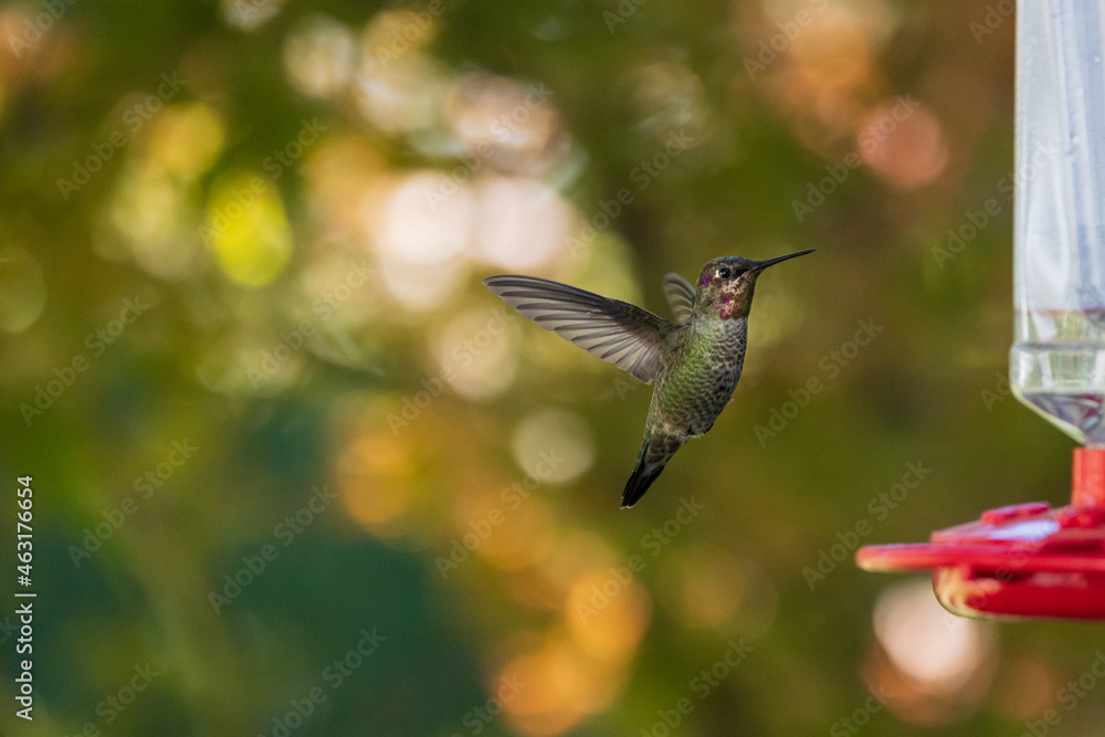 Naklejka premium hummingbird in flight