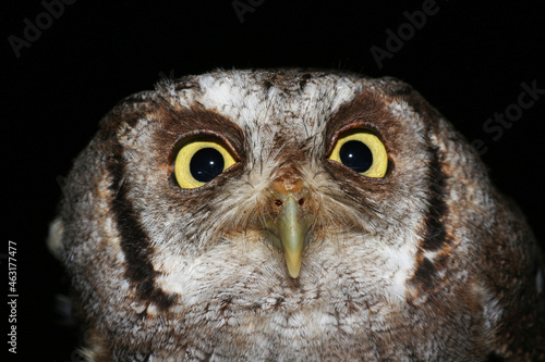 Owl eyes © Ricardo