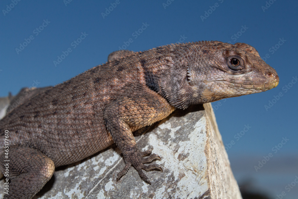 Fototapeta premium Neotropical Lava Lizard (Tropidurus hispidus)