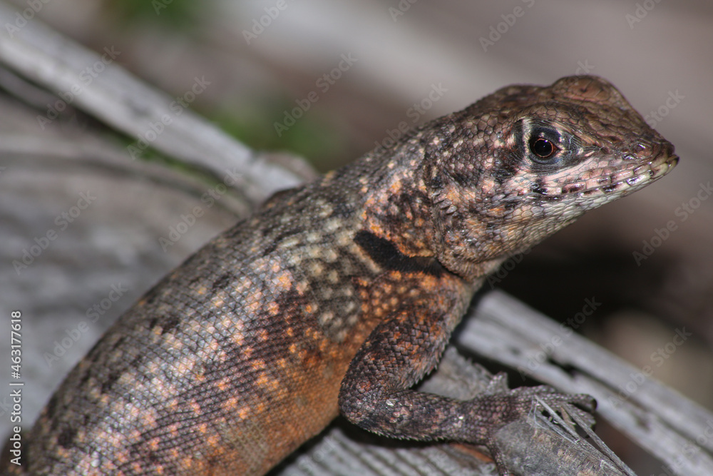 Reinhardt's Lava Lizard (Tropidurus hygomi) Reinhardt's Lava Lizard (Tropidurus hygomi)
