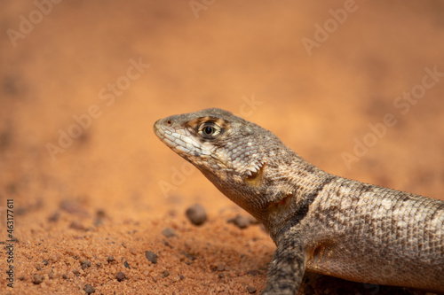 Neotropical Lava Lizard (Tropidurus hispidus)